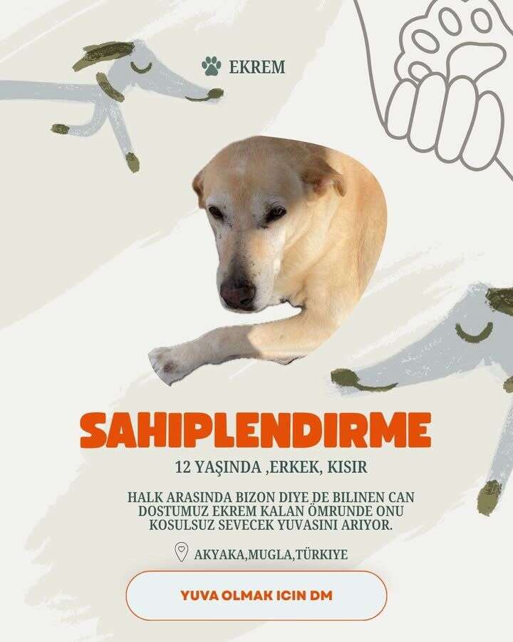 Akyaka’da 20 Köpek Yuva Bekliyor: Hayvanseverlerden Sahiplenme Çağrısı 13